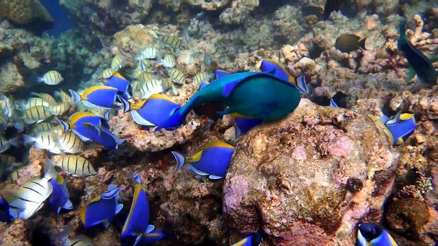 2022 Мальдивы о  Eriyadu Рыбный суп смотреть онлайн