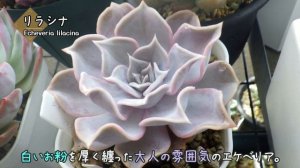 【多肉植物】慣れてきたらお迎えしたいエケベリアたち☆20選☆人気の交配親◎