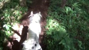 Take a Virtual Horse Trail Ride | Holistic Horse Trainer Missy Wryn v.2