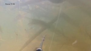 Подводная охота 9.06.2017 р.Дон: сазан амур сом щука