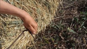 Как перевезти рулон сена мотоблоком.