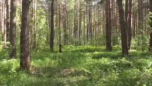 песня о лесе видеоминус