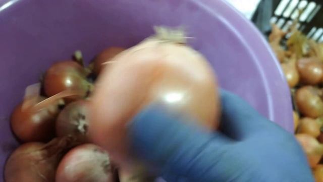 Лук эксибишен и репчатый лук, сравнение и обзор