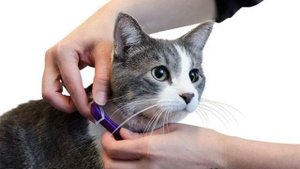 С какого возраста можно обрабатывать котят от блох