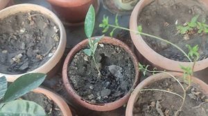 как вырасла помела из косточки. и обзор других растения