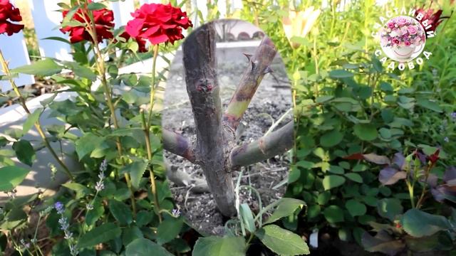 КАК НЕ ПОГУБИТЬ РОЗЫ ПРИ РАСКРЫТИИ ВЕСНОЙ. УХОД ЗА РОЗАМИ РАННЕЙ ВЕСНОЙ. РОЗЫ В САДУ. смотреть онлайн