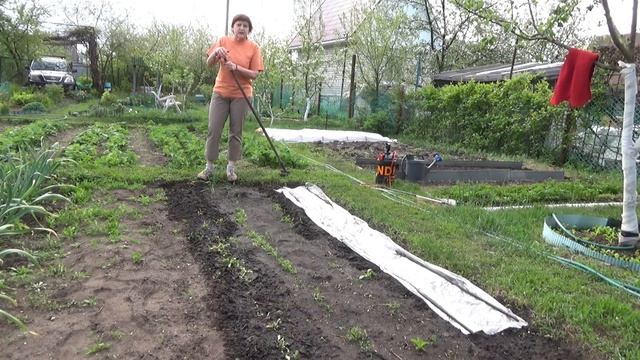 Озимые морковь и свёкла смотреть онлайн