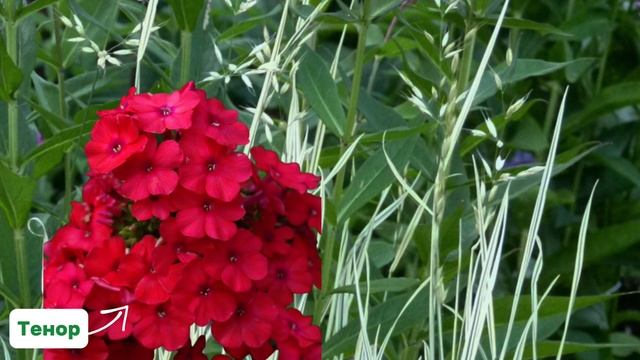 Как гармонично сочетать флоксы в саду? ? смотреть онлайн