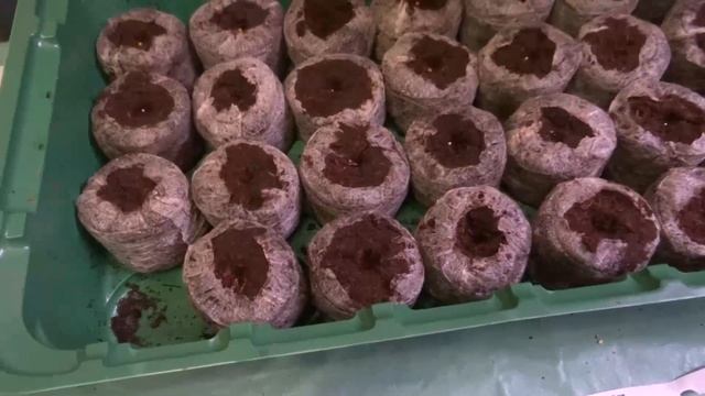 Петуния. Калибрахоа. Посев из семян. смотреть онлайн