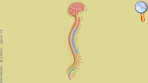 Строение костей человека