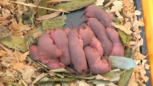 Декоративные крысы - разведение