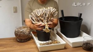 鬼棲閣 種植. How to plant a Caudex. (Euphorbia guillauminiana)