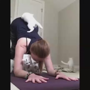 Йога с котятами