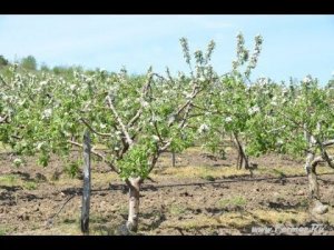 Яблоневый сад. КФХ Валерия Жомер.