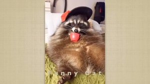 Cмешные ЕНОТЫ #11 / Приколы с ЕНОТАМИ 2020 / Funny Raccoons.