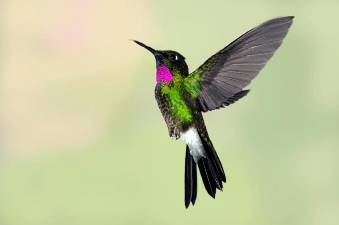 Как выглядит колибри птичка фото и описание
