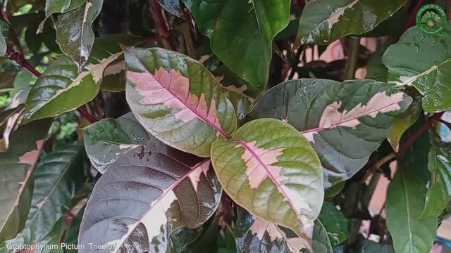 Graptophyllum Pictum 'Tricolor' | Ornamental Shrubs & Trees | ?? Panama |