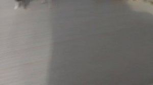 Обзор на мои фигурки собак