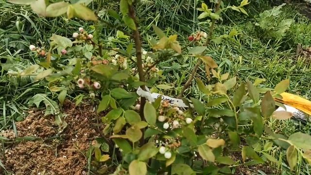 Срочно подкормить голубику во время цветения!!! смотреть онлайн