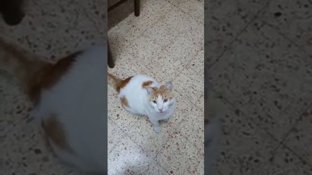 КОТ ГОВОРИТ "ДАВАЙ"!!! #КотГоворит #ГоворящийКот