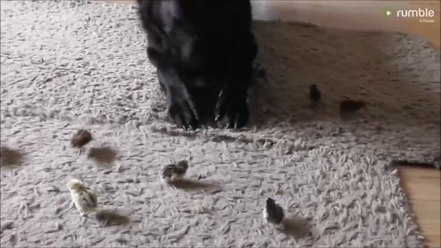 Gentle German Shepherd welcomes newborn quail chicks смотреть онлайн