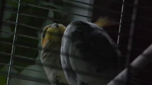 Самец кореллы ухаживает за самкой