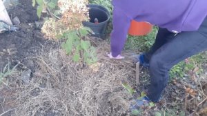 Гортензия Фантом и будлея Давида. Осенняя посадка.