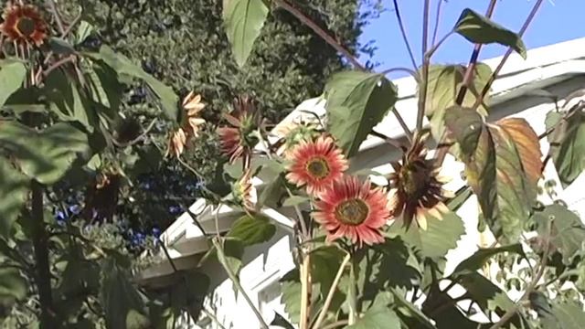 Tricia's Garden Tour смотреть онлайн