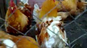 Обзор молодых кур породы Мини мясные палевые белохвостые.  Юрловская голосистая
