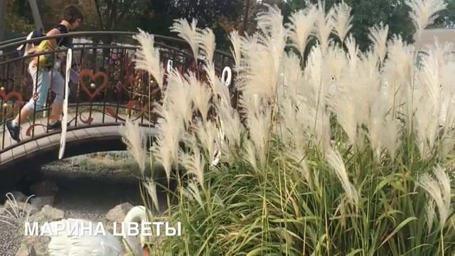 Злаковые в дизайне Помпасная или Микантус ? смотреть онлайн