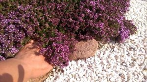 Тимьян для альпийской горки