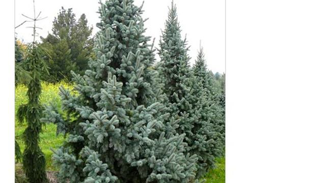 Семена ель отогнутая смотреть онлайн