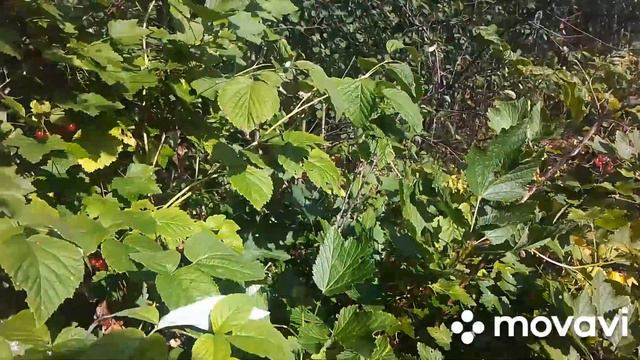 Красная смородина,река Смородина,богатыри и Калинов мост. смотреть онлайн