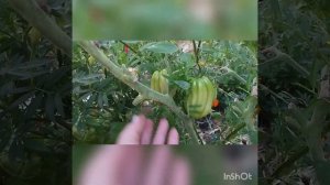 Обзор томатов Индиго руби , Козула 60 и пересорт от Чарли Чаплина .