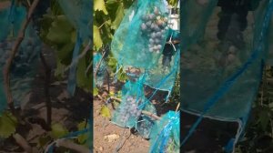 сорт винограда фурор