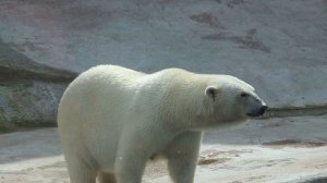 Человек помог умирающему белому медведю, а дальше произошло что-то невообразимое!