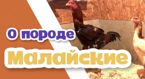 МАЛАЙСКИЕ бойцовые петухи. О породе.