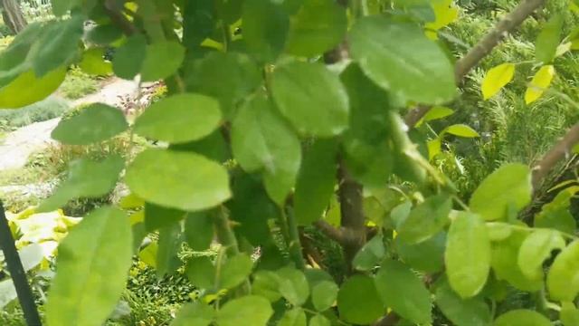 Обрезка розы Гертруда Джекилл после первой волны цветения. 05.08.2022 г. Пятигорск. смотреть онлайн