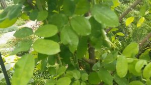 Обрезка розы Гертруда Джекилл после первой волны цветения. 05.08.2022 г. Пятигорск.