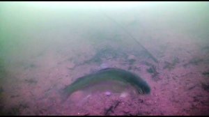 Форель атакует, но что-то пошло не так...