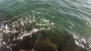 Ловим саргана  на Черном море.Основы ловли на спининг)