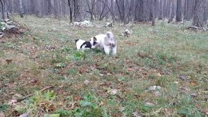 Щенки якутской лайки. Якутская лайка