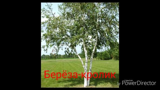 Гороскоп деревьев? смотреть онлайн