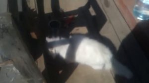 Кролики Фландры и Французский баран