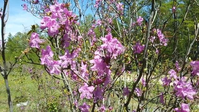 ДВА ВИДА багульника .РОДОДЕНДРОН . БОЛОТНЫЙ БАГУЛЬНИК. смотреть онлайн