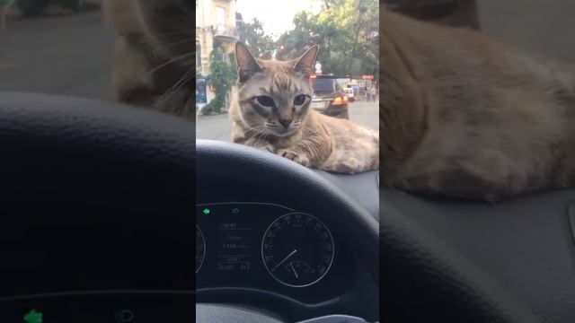 Наш тонкинский выпускник в Киеве смотреть онлайн