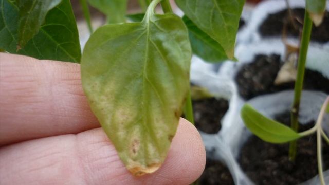 Почему желтеют листья у рассады перцев