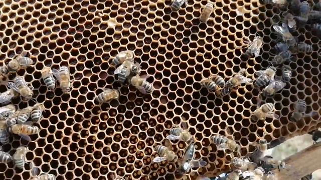 Пасека 25 июля! смотреть онлайн