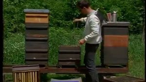 Пчеловодство  Селекция медоносной пчелы