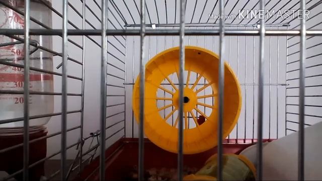 Условия моего джунгарского хомяка.Хомяк Умка. смотреть онлайн